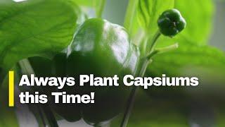 Best Time to Plant Capsicums in Kenya