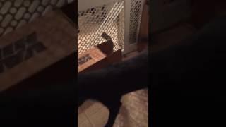Pug in a box