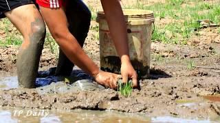 Amazing Smart Boy Catching Giant Big Fish By Mud In The Dry Season