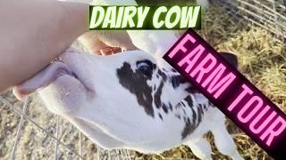 Dairy Cow Farm Tour - [They are so huge!]