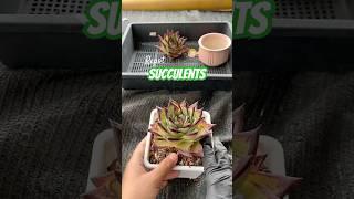 Beginner's Succulent Care: How to Repot Succulent Plants