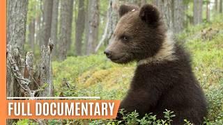 Taiga Awakening - Bears, Grouse, and Golden Waves | Full Documentary