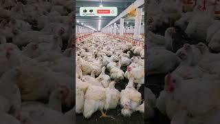 Broiler Chicken  #chicken #poultryfarming #broiler #shorts #youtubeshorts #viralshorts #viral