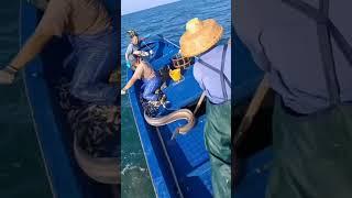 Fishing#viral #foryourpage #foryou #viralvideos #tranding #trandingshorts #youtubeshorts #popular