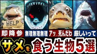 最凶生物サメを食べる生物たちが化け物すぎた【ゆっくり解説】