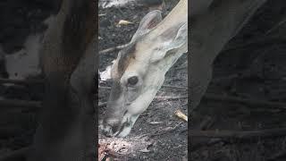 Introducing Our New White-Tailed Deer