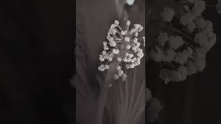 Flower decaying
