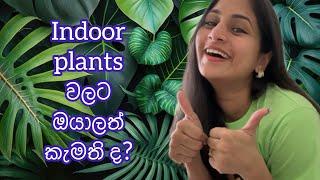 Indoor plants වලට ඔයාලත් කැමති ද?