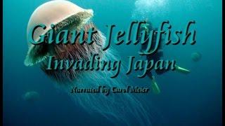 Giant Jellyfish Invading Japan