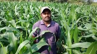 #agriculture Syngenta NK7720 farmer feedback