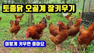 토종닭 오골계 잘키우는 방법.(How to grow a native chicken well.