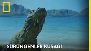 Sürüngenler Kuşağı | WILD