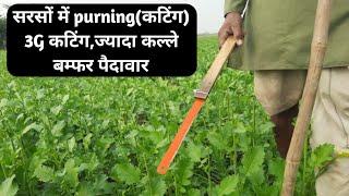 सरसों की 3G कटिंग,Mustard purning, 3G cutting सरसों की 3G कटिंग से ज्यादा कल्ले, बम्फर पैदावार