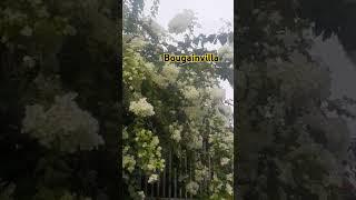 #flowerblossom #bougainvillea #plants #youtubeshorts #plantlover #trending #fyp