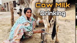 Drinking Cow Milk Village Life Vlog Cow Milking By Hand