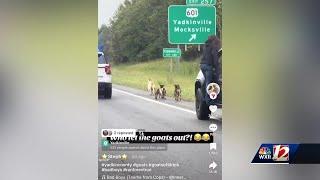 'Who let the goats out?' Goat herd goes viral after caught running down Highway 421 in Yadkin County