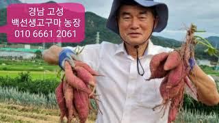 [마실장터:판매중] 백선생고구마, 경남 고성, 밤고구마(진율미) 판매 안내입니다