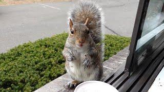 Quality time with a sweet old squirrel friend