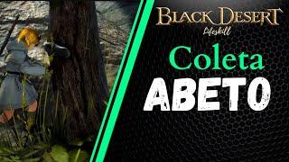 [BDO Lifeskill] Coleta: Abeto (Fir rotation)