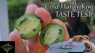 Kiwi Taste Test - Cold Hardy Arguta