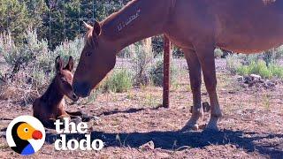 Rescued Wild Horse Gives Birth To A... | The Dodo