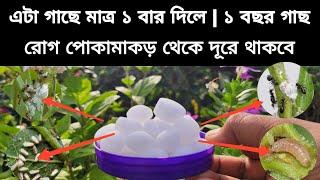 এই ঘরোয়া উপাদান ১ বার দিলে | গাছ এক বছর সব ধরনের পোকামাকড় থেকে দূরে থাকবে | ন্যাপথলিন এর ব্যবহার