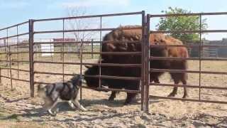 how a WOLF pisses off a BISON