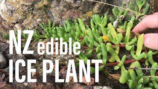 NZ Edible Ice plant (Disphyma australe)