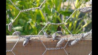 Blister Beetles in the Garden - DON'T TOUCH!