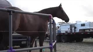 Portable Horse Corral with Built-In Electric: No Ground Stakes Needed