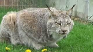 Max Canada Lynx Happy 13th!