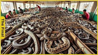 How Chinese Farmers Raise & Process 14.5 Millions of Snakes - Reptile Industry | Farming Documentary