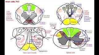 Medulla oblongata, simplified sections of internal structure