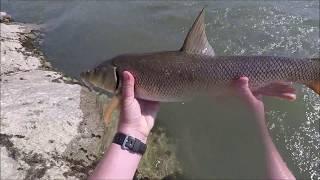 Mrene Sava ultralight spinning - Fishing barbel ultralight spinning