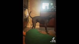 #funny #100k #subscribe #shorts #dogshorts # #love #sad #fypシ゚viral #fypage #fyp #edit #explore