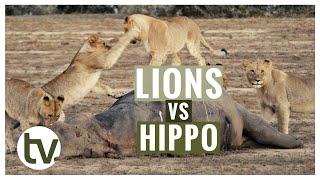 A lion pride find a hippo carcass