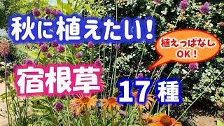 【ガーデニング】秋に植えたくて集めてみたらステキすぎて迷っちゃう宿根草17種の紹介！あしかがフラワーパーク・代々木公園・中之条ガーデンズ・花菜ガーデン・gardening