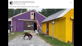 Goldy's Farm Animal Sanctuary. (FB by ET) Playtime for Angus