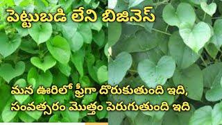 Giloi Leaves Business * పెట్టుబడి తక్కువ, లాభం ఎక్కువ వచ్చే బిజినెస్