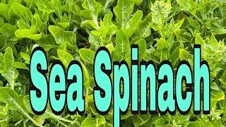 Coastal Foraging Edible Sea Spinach / Beet Spinach #Shorts