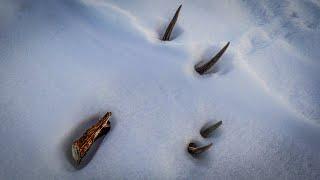 | Shed Hunting 2021| First 10 Muley Sheds Of The Year |