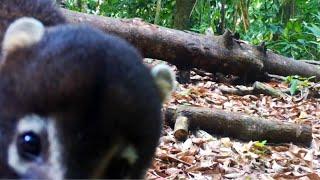 Untouched Jungle Trail Cameras Capture Rare Wildlife in Costa Rica