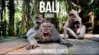 Ubud - Sacred Monkey Forest - Indonesia Travel 2024