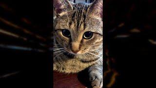 Cute Cat Video To Make You Smile #shorts