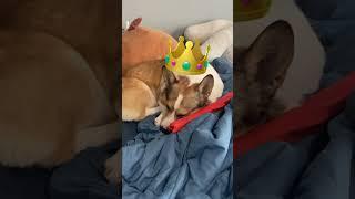 King corgi  #dog #corgi #cute #funny