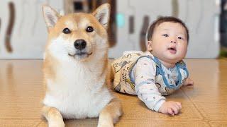 Shiba Inu Dog and Baby Becoming Best Friends