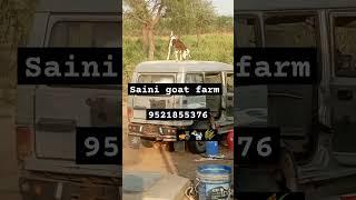 saini goat farm sahawa #short #shorts #virel #trend