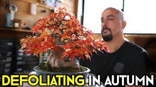 Defoliating Bonsai in Autumn: The Science Behind the Technique