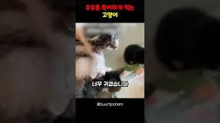 우유를 특이하게 먹는 고양이