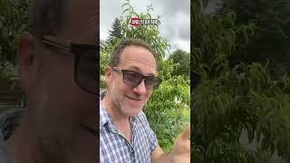 How to control pests in strawberries WITHOUT poisons or plastics!